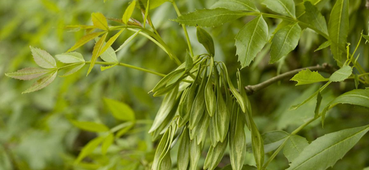 <h1><strong>Key Ingredients</strong></h1>