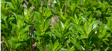 <h1><strong>Key Ingredients</strong></h1>