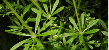 <h1><strong>Key Ingredients</strong></h1>